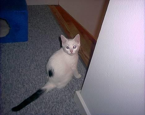 Blanding af racer Lotus R.I.P billede 2