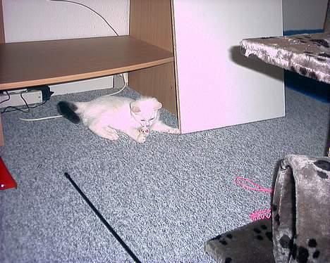 Blanding af racer Lotus R.I.P billede 3