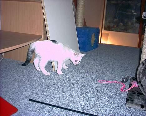 Blanding af racer Lotus R.I.P billede 4