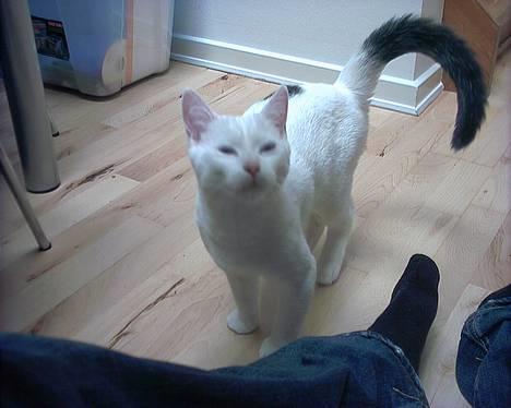 Blanding af racer Lotus R.I.P billede 5