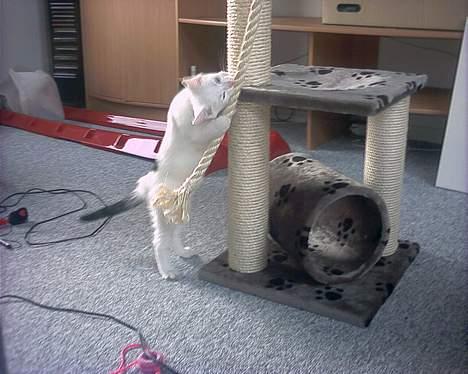 Blanding af racer Lotus R.I.P billede 6