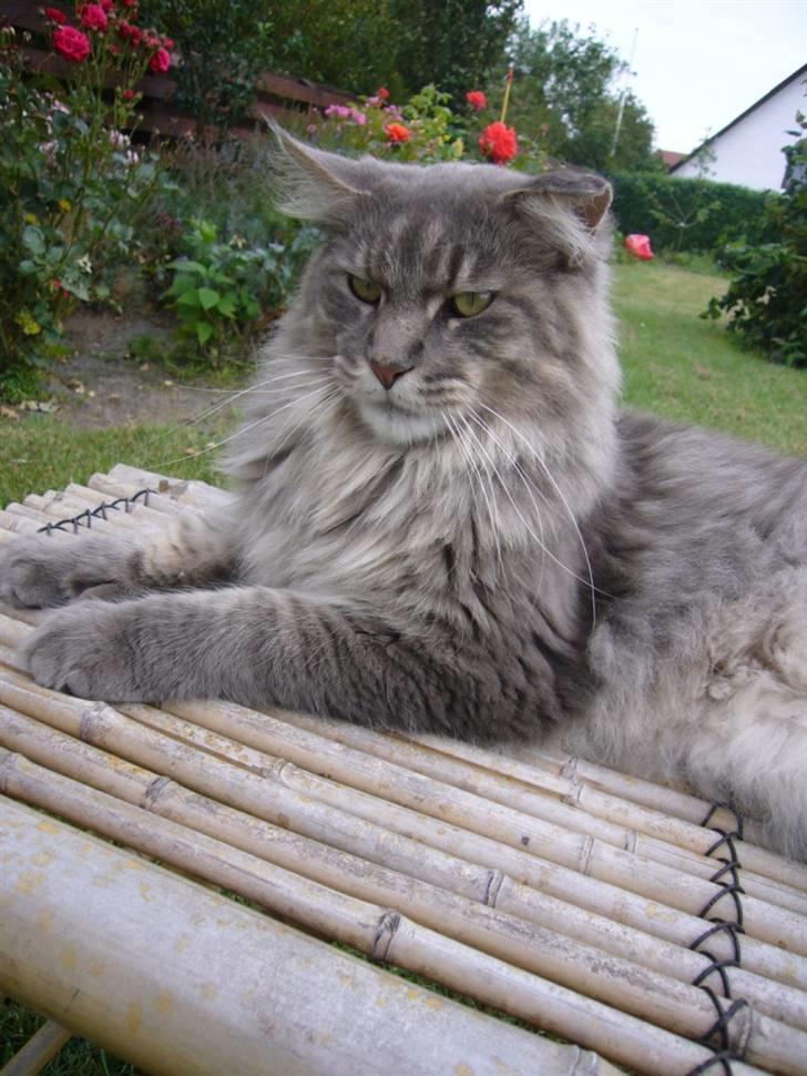 Maine Coon El Diablo POLY - The Devil billede 1