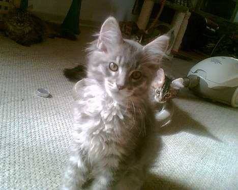 Maine Coon El Diablo POLY - Århh, hvor er jeg bare nuttet.. billede 2