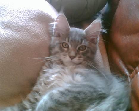 Maine Coon El Diablo POLY - Her ligger vi lige og dovner lidt...! Gaab. billede 3