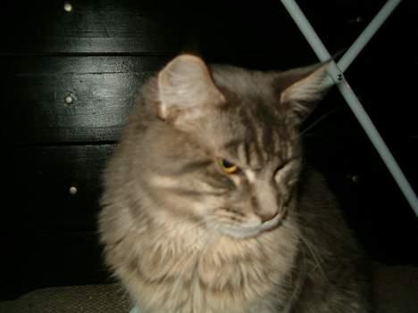 Maine Coon El Diablo POLY - RESPEKT!! billede 4