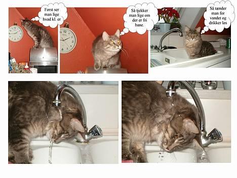 Maine Coon El Diablo POLY - Sådan drikker Diablo vand fra hanen! billede 5