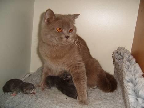 British Shorthair Trunte--Væk--Savner dig - Er jeg ikke bare smuk? billede 1
