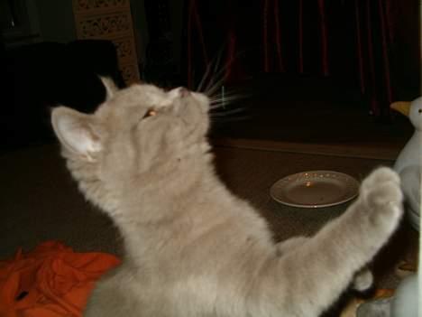 British Shorthair Trunte--Væk--Savner dig - Lad mig lige se.. Er der noget heroppe...? billede 2