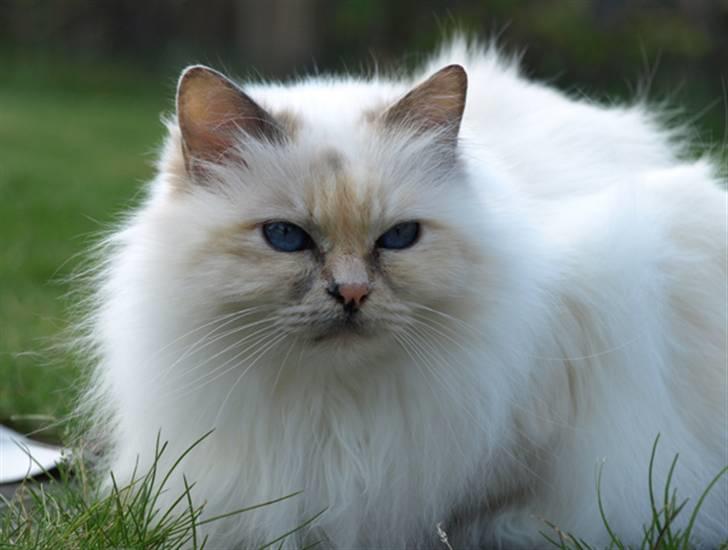 Hellig Birma Cisse billede 1