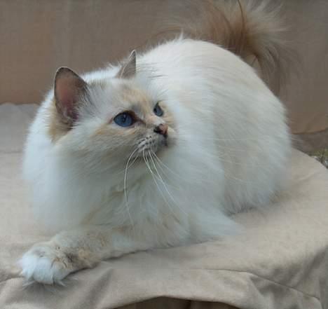 Hellig Birma Cisse billede 2