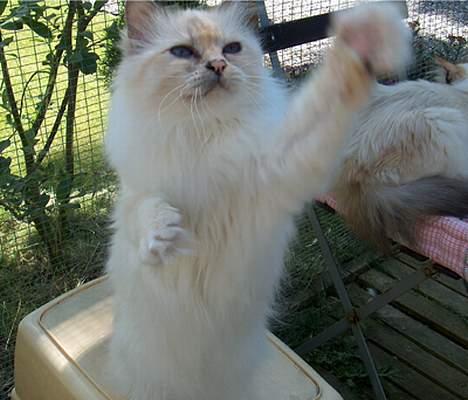 Hellig Birma Cisse billede 3