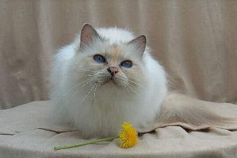 Hellig Birma Cisse billede 4