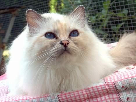 Hellig Birma Cisse billede 5