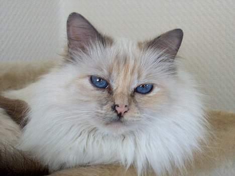 Hellig Birma Cisse billede 6