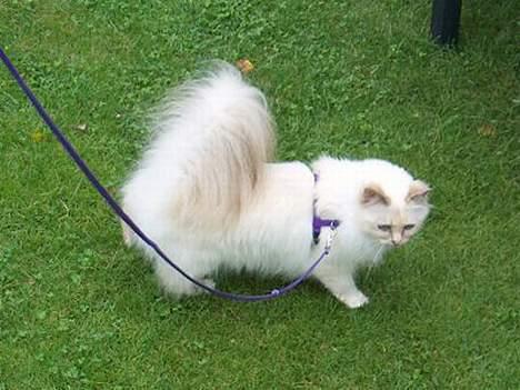 Hellig Birma Cisse billede 7