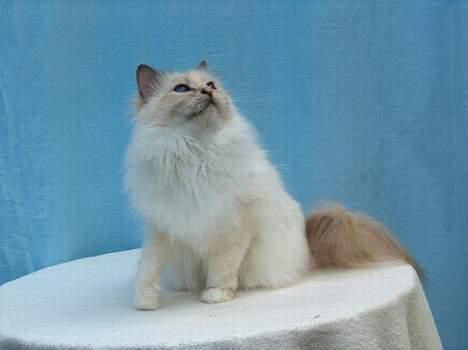 Hellig Birma Cisse billede 8