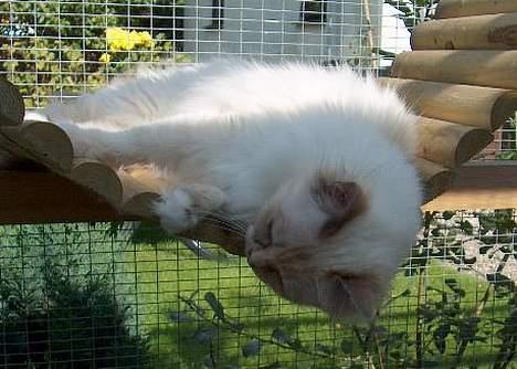 Hellig Birma Cisse billede 9