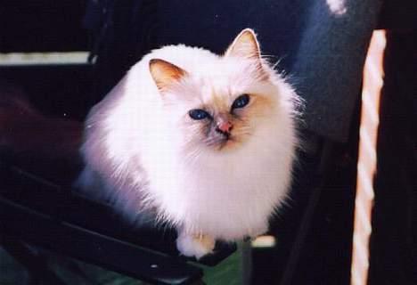 Hellig Birma Cisse billede 10