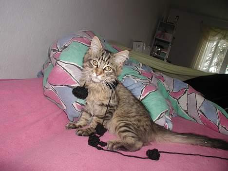 Maine Coon chopin billede 1