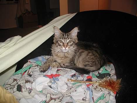 Maine Coon chopin billede 2