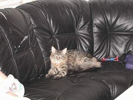 Maine Coon chopin billede 3