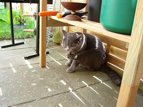 British Shorthair Speedy [DØD d.20/5-07] <3 - Grr .. billede 1