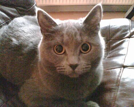 British Shorthair Speedy [DØD d.20/5-07] <3 - Taqet med mobil . billede 2