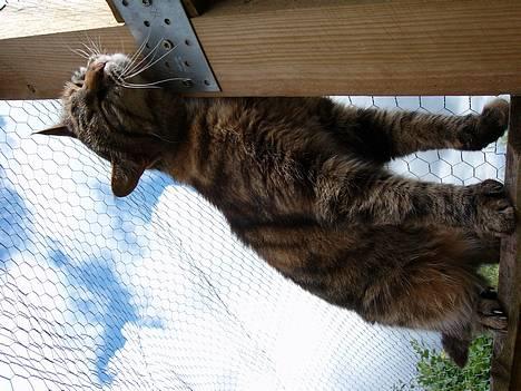 Huskat Speedy [DØD D. 4/7-07] <3 - Miis . billede 1