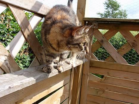 Huskat Speedy [DØD D. 4/7-07] <3 - Hva det ? billede 2