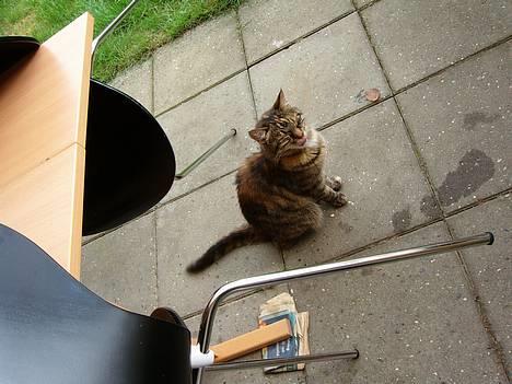 Huskat Speedy [DØD D. 4/7-07] <3 - Tunge . billede 3