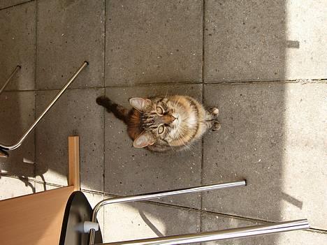 Huskat Speedy [DØD D. 4/7-07] <3 - Wow . billede 4