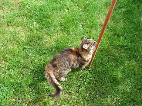 Huskat Speedy [DØD D. 4/7-07] <3 - Gnider lige lidt . billede 5