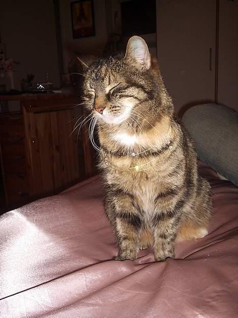 Huskat Speedy [DØD D. 4/7-07] <3 - Søød . billede 6