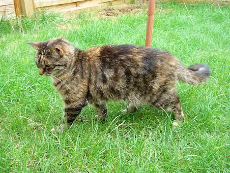 Huskat Speedy [DØD D. 4/7-07] <3 - Raauw . billede 7