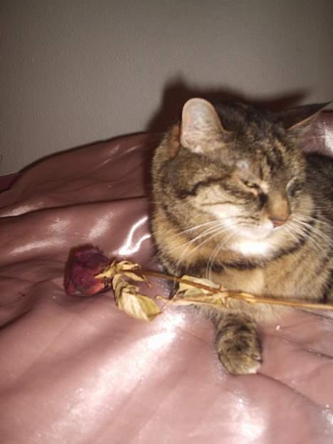 Huskat Speedy [DØD D. 4/7-07] <3 - Rose . billede 8