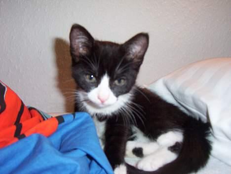 Blanding af racer Vera - vera hygger sig billede 17