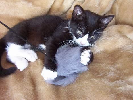 Blanding af racer Vera - vera vil have musen billede 18