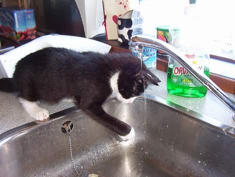 Blanding af racer Vera - vera vil se hvad det er billede 19