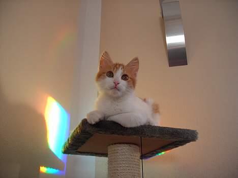 Tyrkisk Van Bamse billede 1