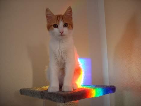 Tyrkisk Van Bamse billede 2