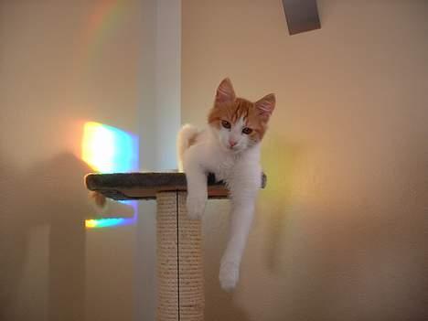 Tyrkisk Van Bamse billede 3