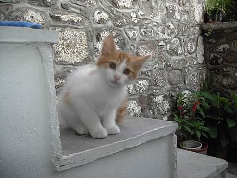 Tyrkisk Van Bamse - Billede fra da han stadig boede i Grækenland (Lesbos) billede 4