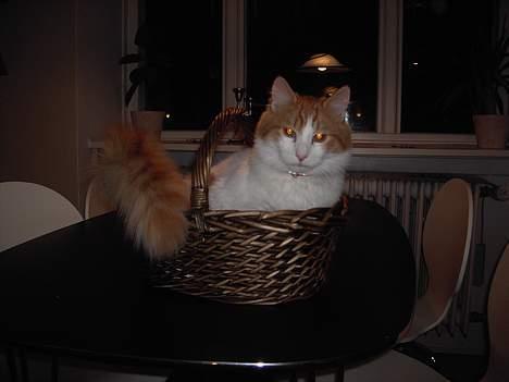 Tyrkisk Van Bamse billede 5