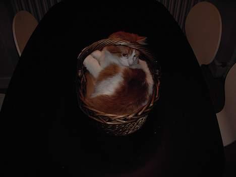 Tyrkisk Van Bamse billede 6