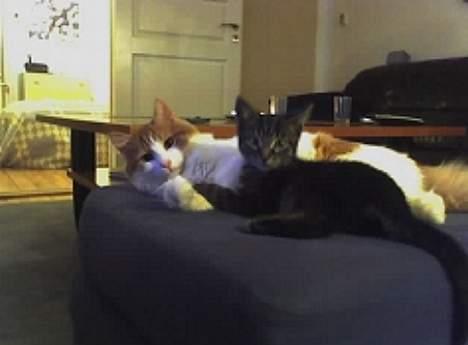 Tyrkisk Van Bamse - Her er han så med hans danske lillebror Baloo billede 7