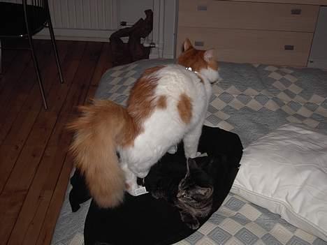 Tyrkisk Van Bamse - hans flotte hale billede 8