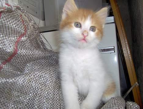 Tyrkisk Van Bamse billede 9