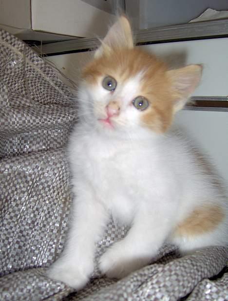 Tyrkisk Van Bamse - Dengang han var helt lille killing billede 10