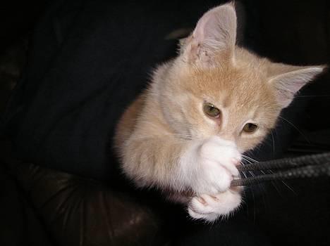 Blanding af racer Giffe (AFLIVET) - Jeg fangede den !! yes man ! <3 dejlige Giffe <3 Elsker Dig . billede 9