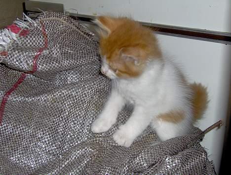 Tyrkisk Van Bamse billede 11